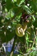 Image of Aristolochia macroura Gomez