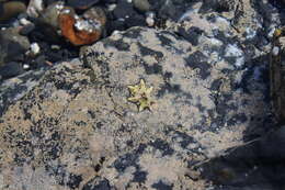 Image of Pacific sugar limpet