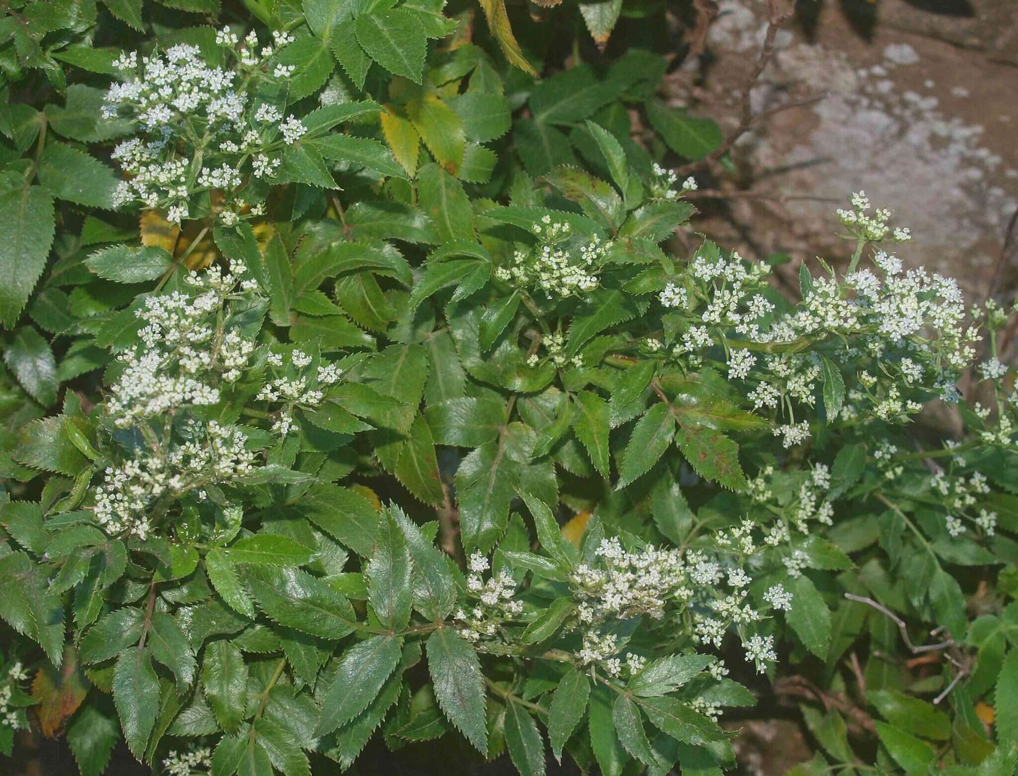 Scandia rosifolia (Hook.) J. W. Dawson resmi