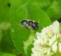 Image of Mason bee