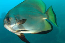 Image of Golden batfish