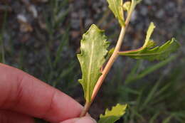 Image of Pluchea pteropoda Hemsl.