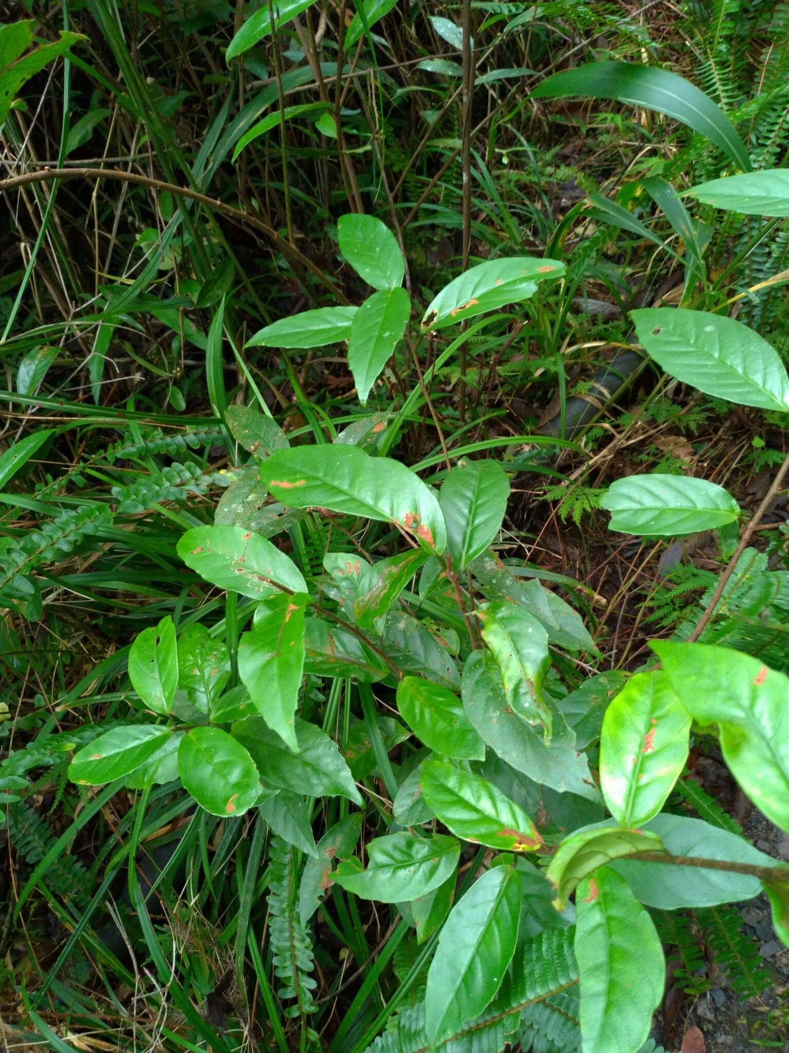 Image of Maesa japonica (Thunb.) Moritzi & Zoll.