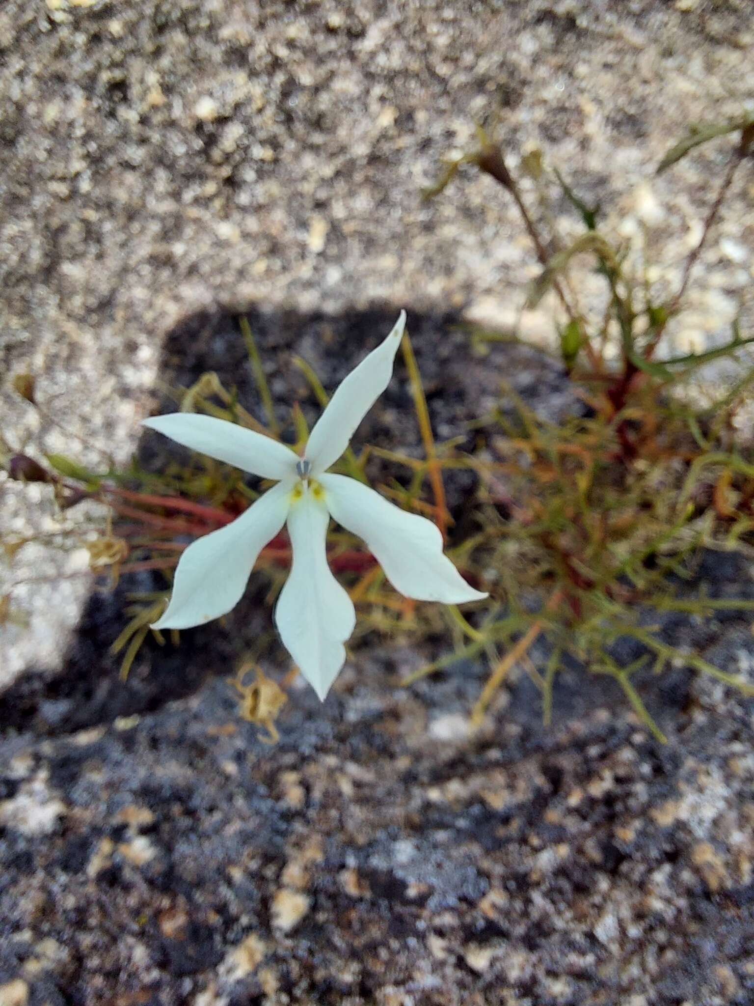 Image of Lithotoma anethifolia (Summerh.) E. B. Knox