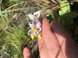 Image of Commerson's nightshade