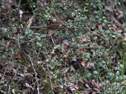 Image of Ligustrum morrisonense Kaneh. & Sasaki