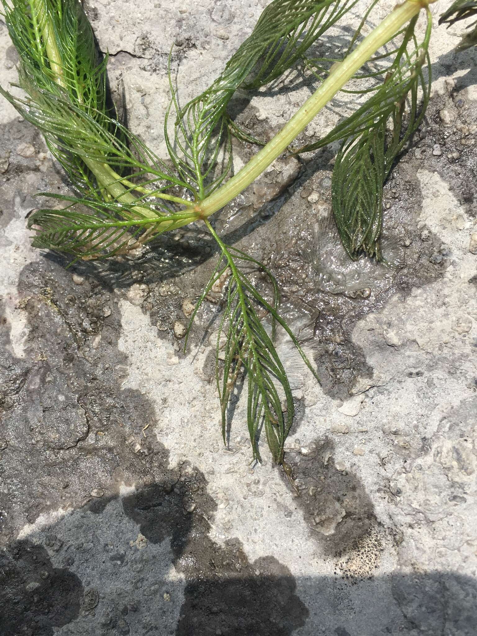 Image of Eurasian Water-Milfoil