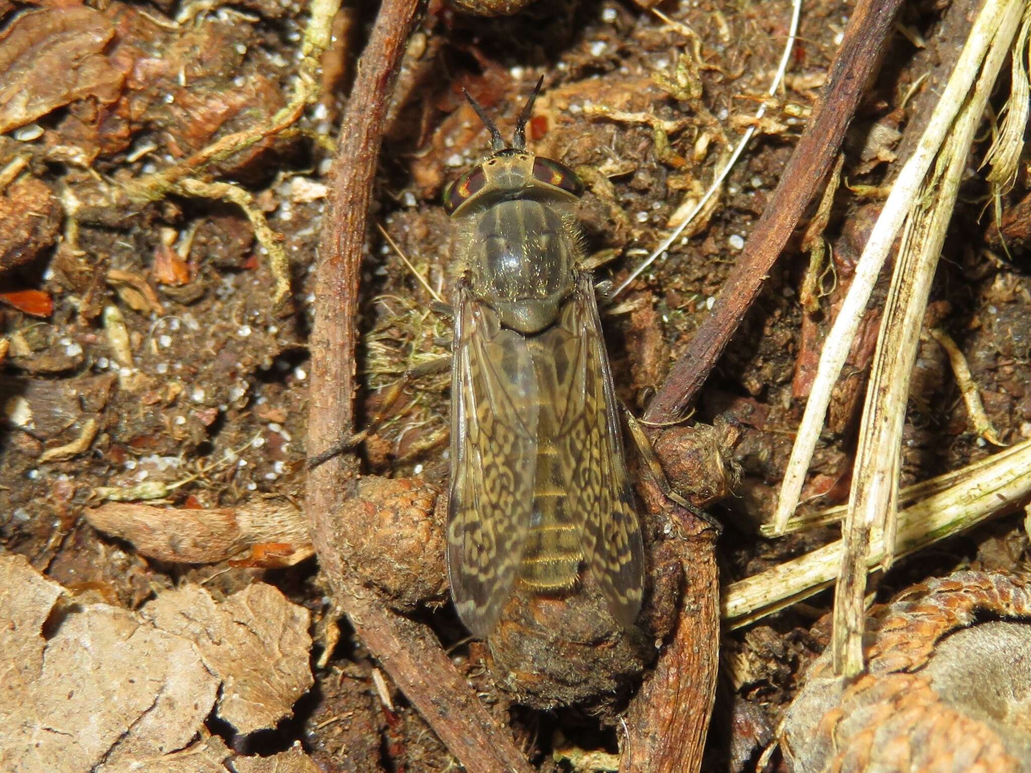 Image de Haematopota pluvialis (Linnaeus 1758)