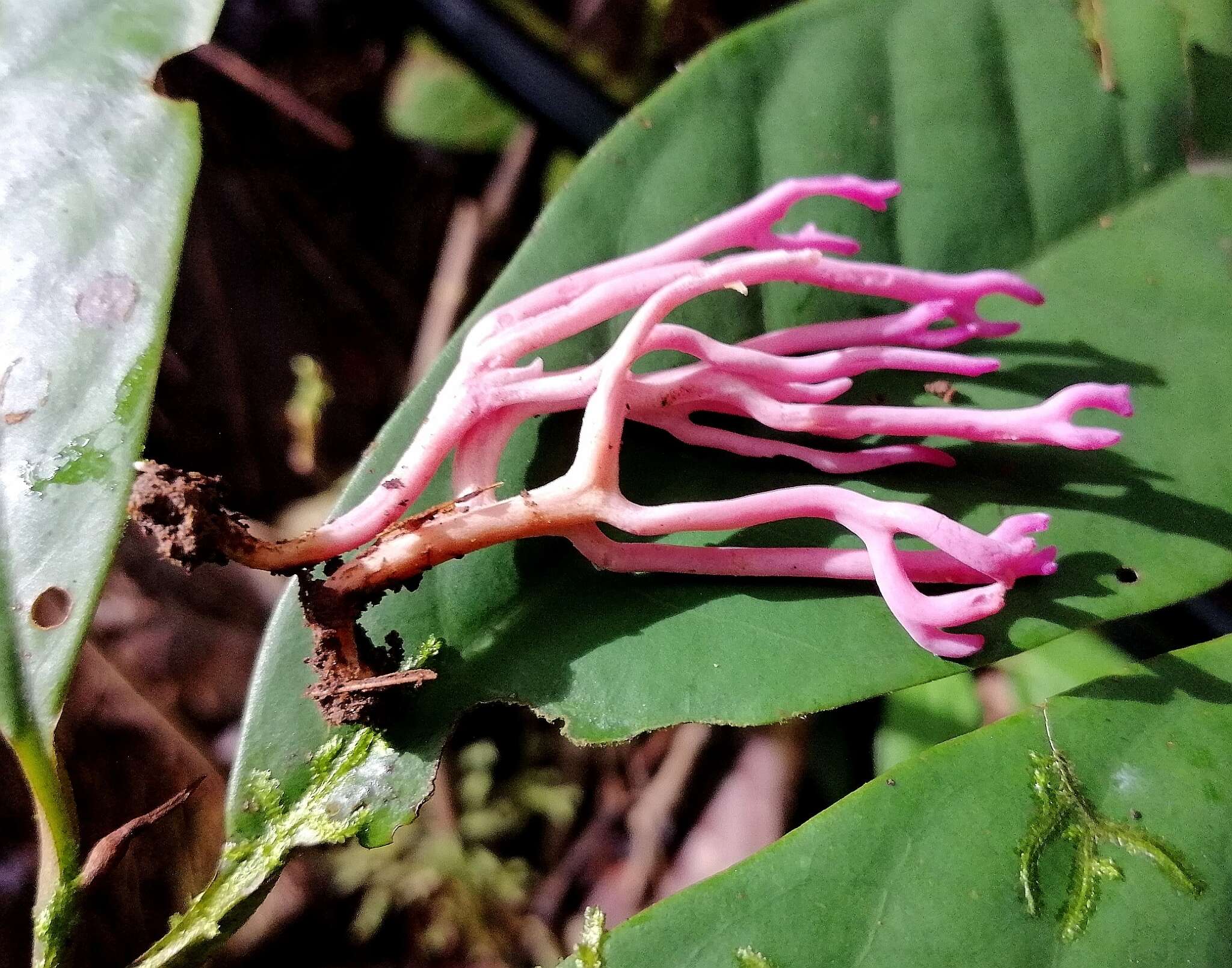 Image of Clavaria schaefferi