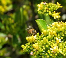 Image of Psychotria capensis subsp. capensis