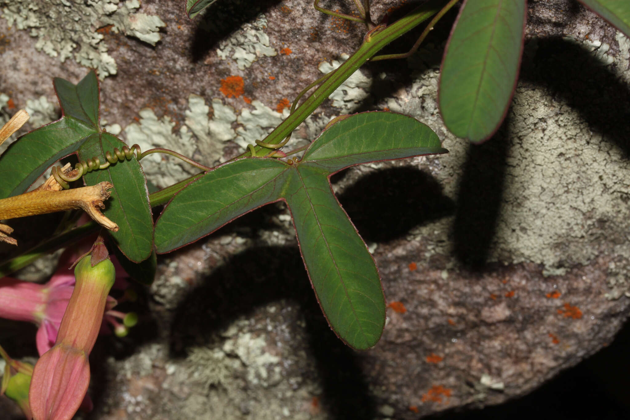 Image of Passiflora gracilens (A. Gray) Harms