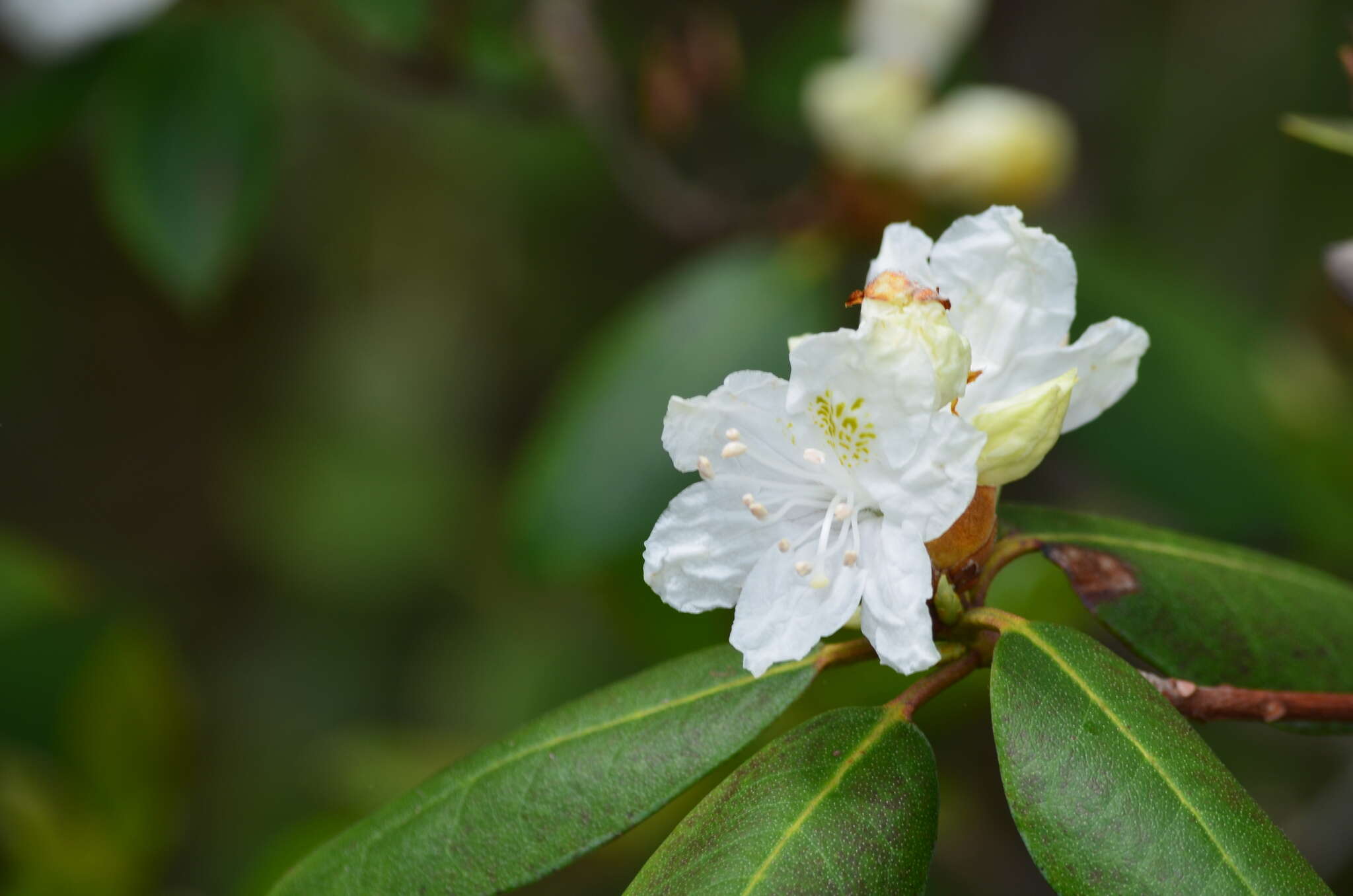 صورة Rhododendron carolinianum Rehder