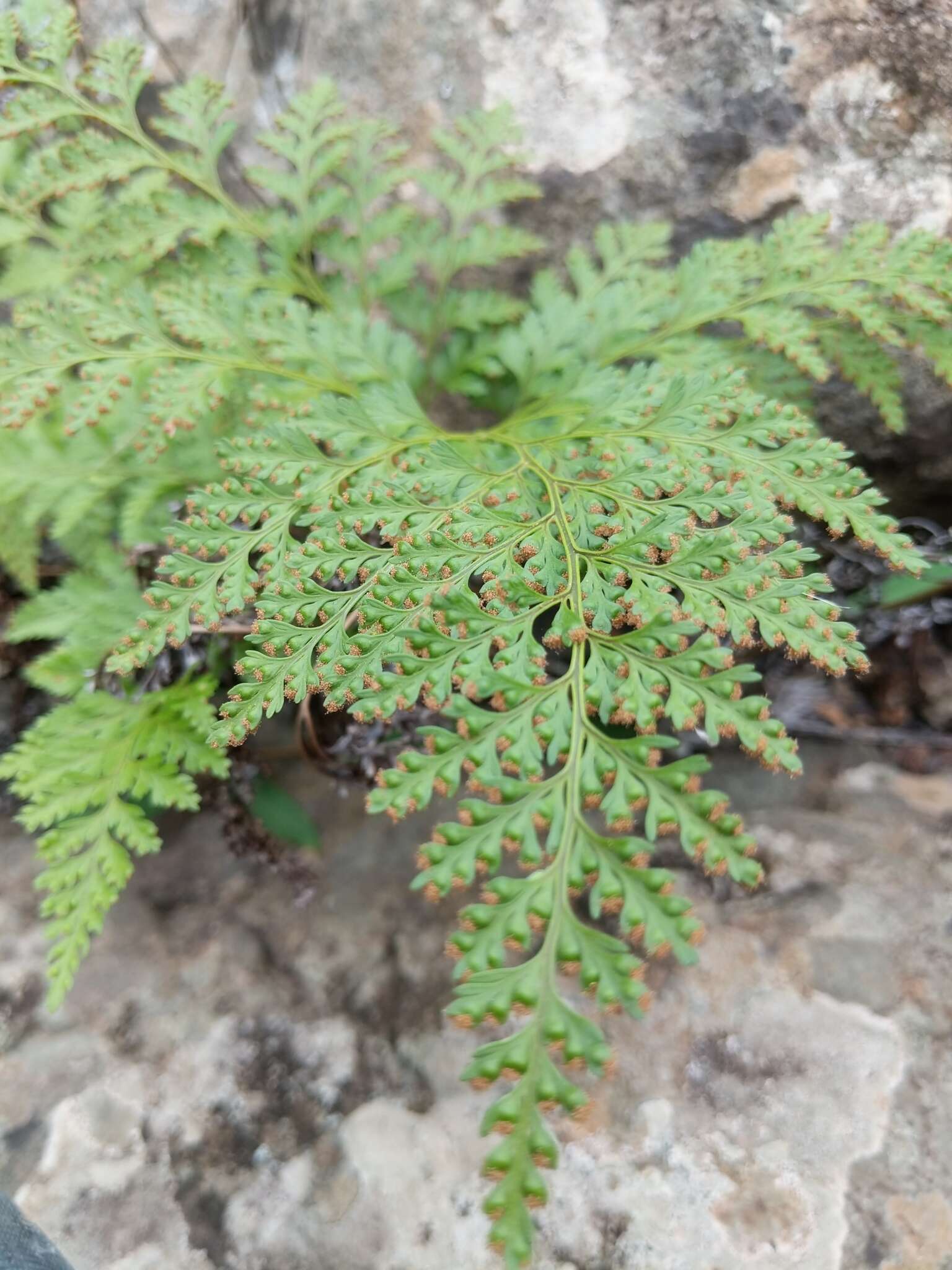 Image of hare's-foot fern