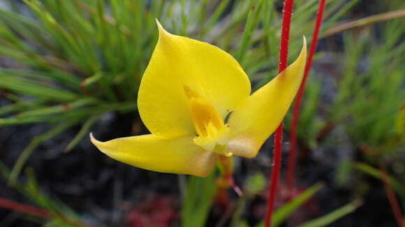 صورة Disa tenuifolia Sw.