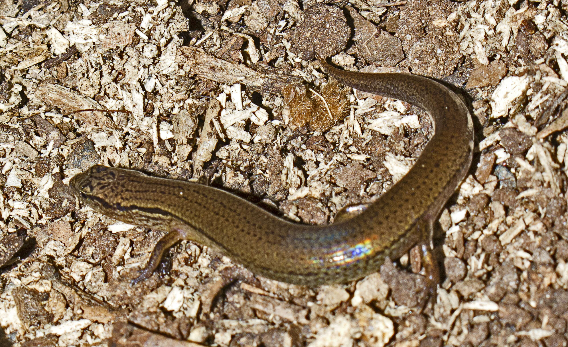 Image de Calyptotis