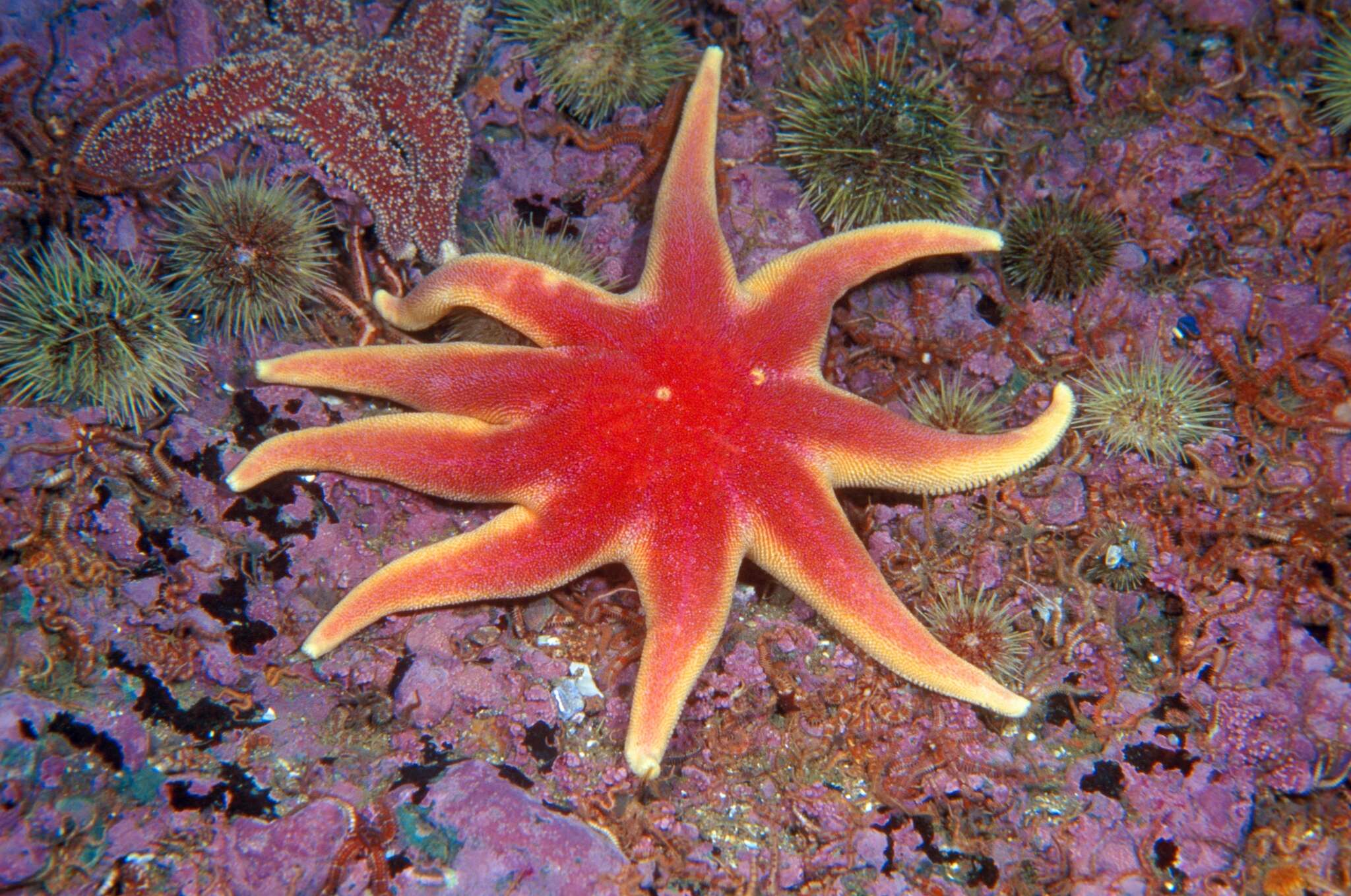 Imagem de Solaster endeca (Linnaeus 1771)