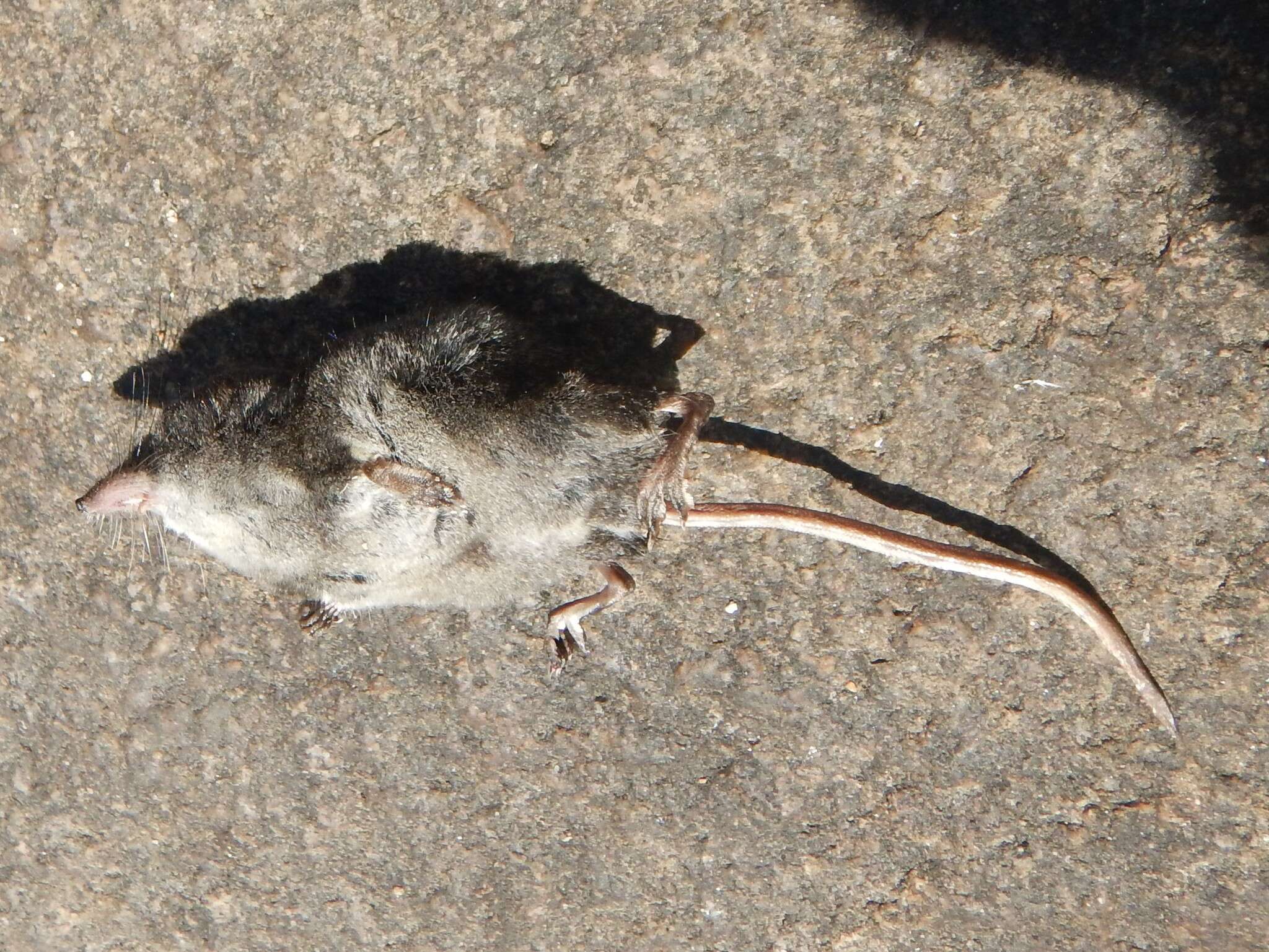 Image of American Water Shrew