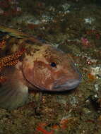 Image of Stripedfin ronquil