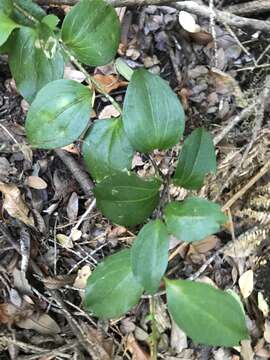 Image of Griselinia racemosa (Phil.) Taub.