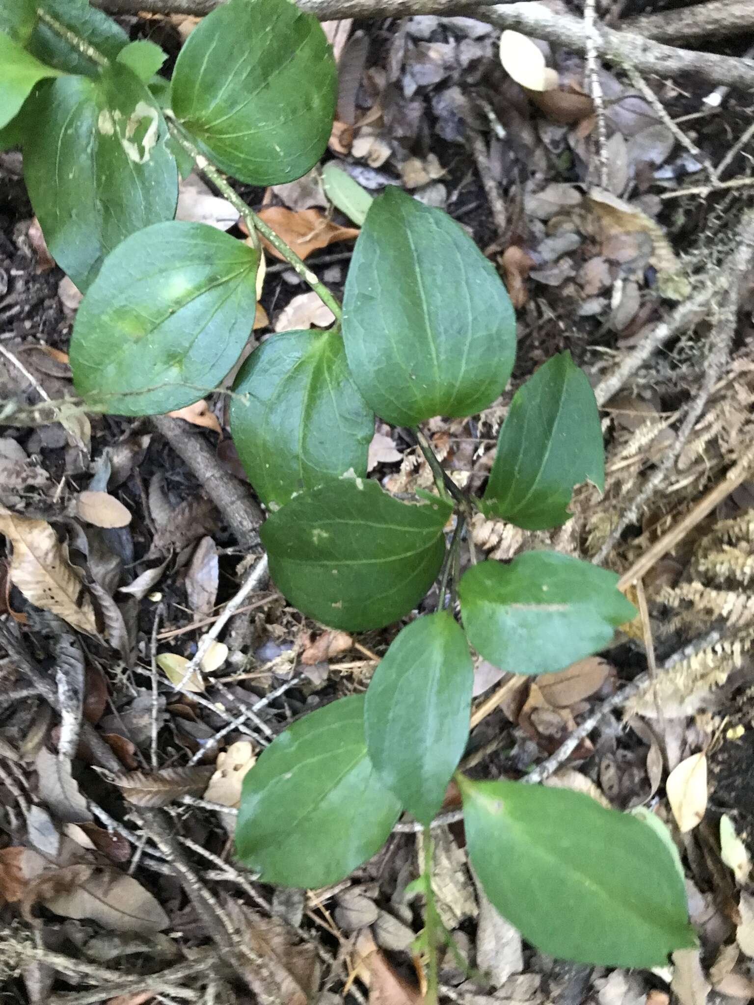 Image de Griselinia racemosa (Phil.) Taub.