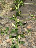 Image de Antirrhinum subcordatum A. Gray