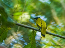 Image of Black-headed Bulbul