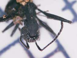 Image of Aphaenogaster senilis Mayr 1853