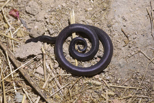 Image of Magretti’s Burrowing Asp