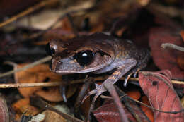 Image of Lowland Litter Frog