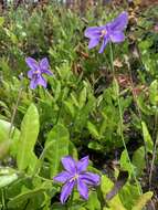 Imagem de Salpingostylis caelestina (W. Bartram) Small