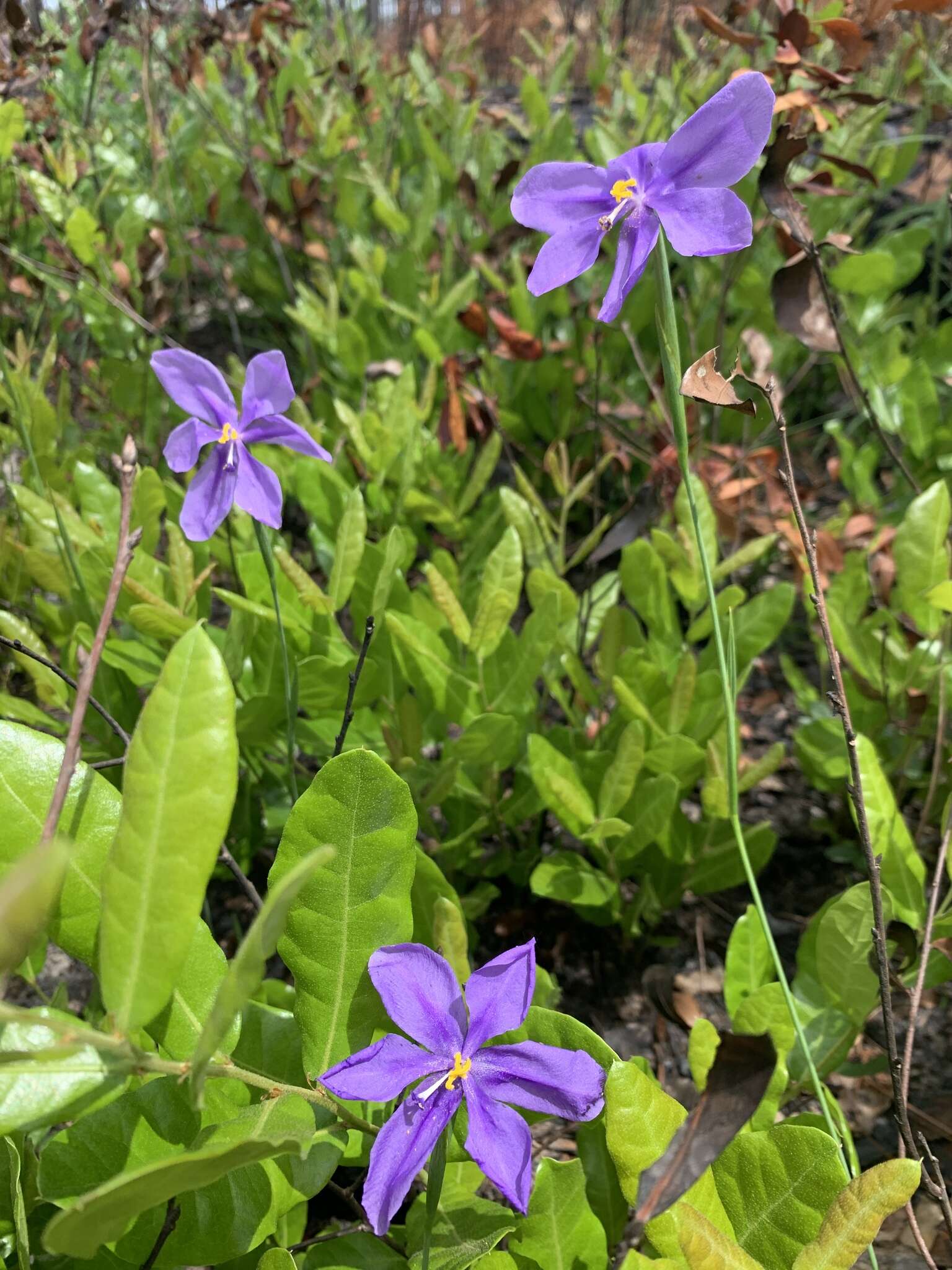 Imagem de Salpingostylis caelestina (W. Bartram) Small