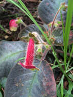 Imagem de Kohleria amabilis (Planch. & Linden) Fritsch