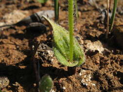 Image of Caladenia gemmata Lindl.