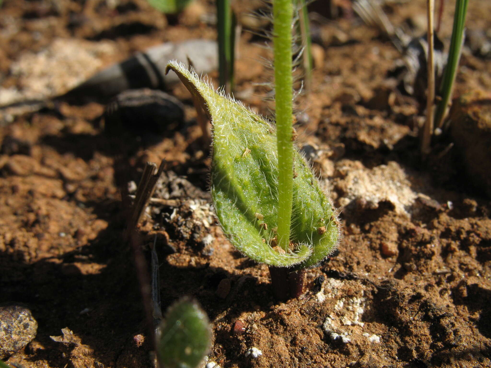 Caladenia gemmata Lindl.的圖片