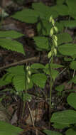 Image of Yellow coralroot