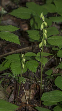 Image of Yellow coralroot