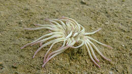 Image of Golden anemone