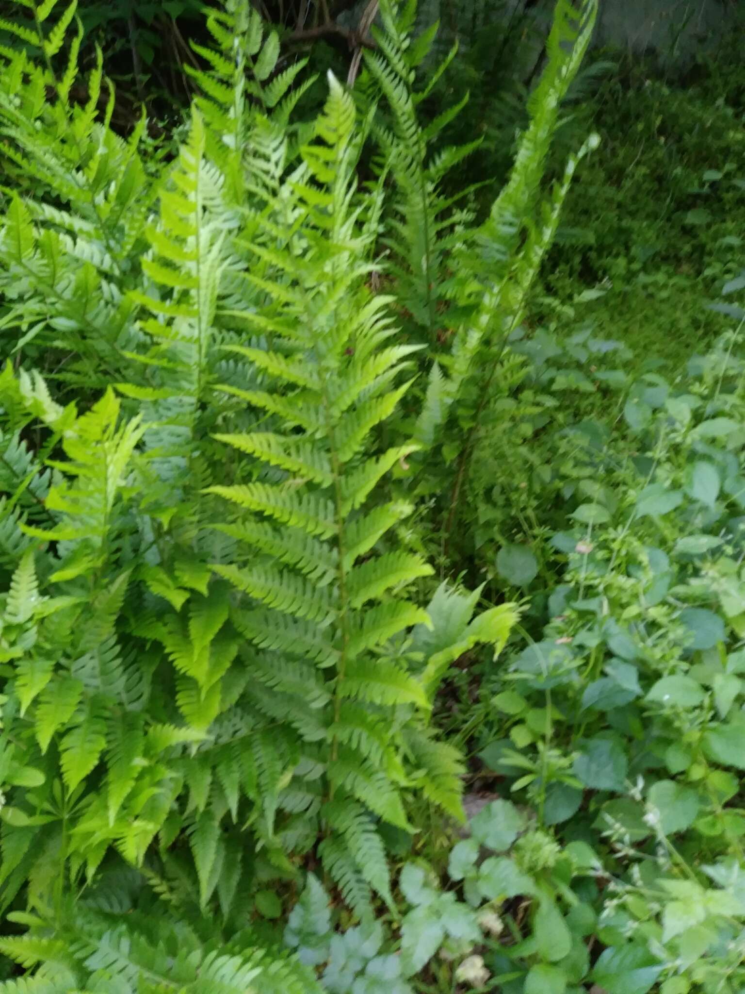 Image de Dryopteris leedsii Wherry