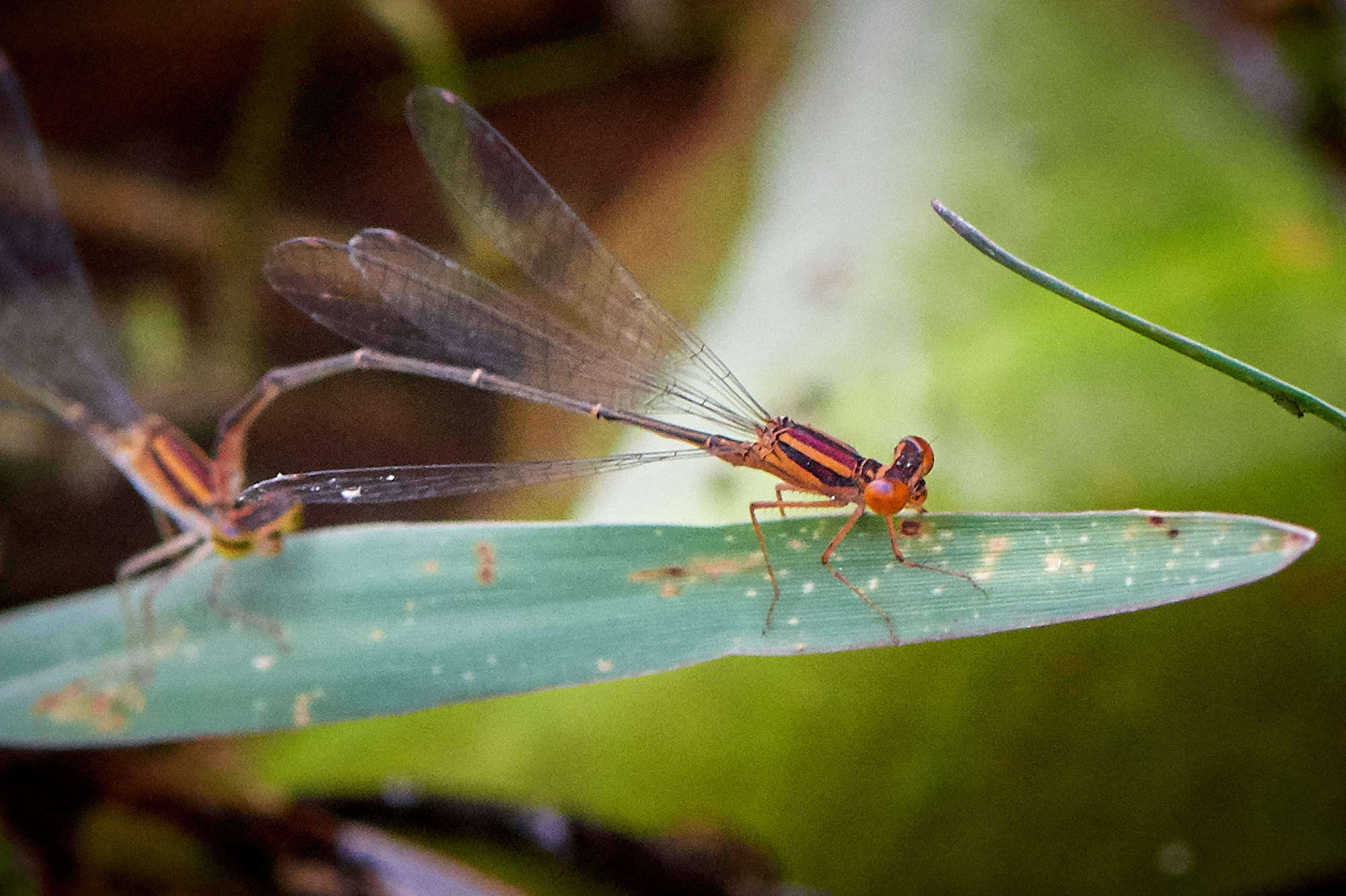 Image of Florida Bluet