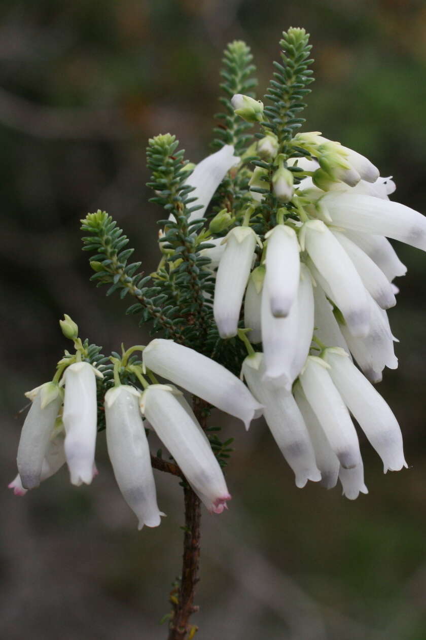 Image of Albertinia Heath