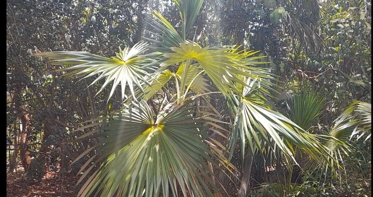 Image of Coccothrinax jamaicensis Read