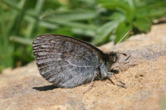 Image of De Lesse’s Brassy Ringlet