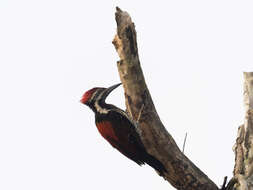 Image of Lesser Crimson-backed Flameback