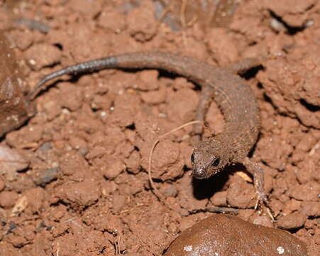 Image of Prickly Forest Skink