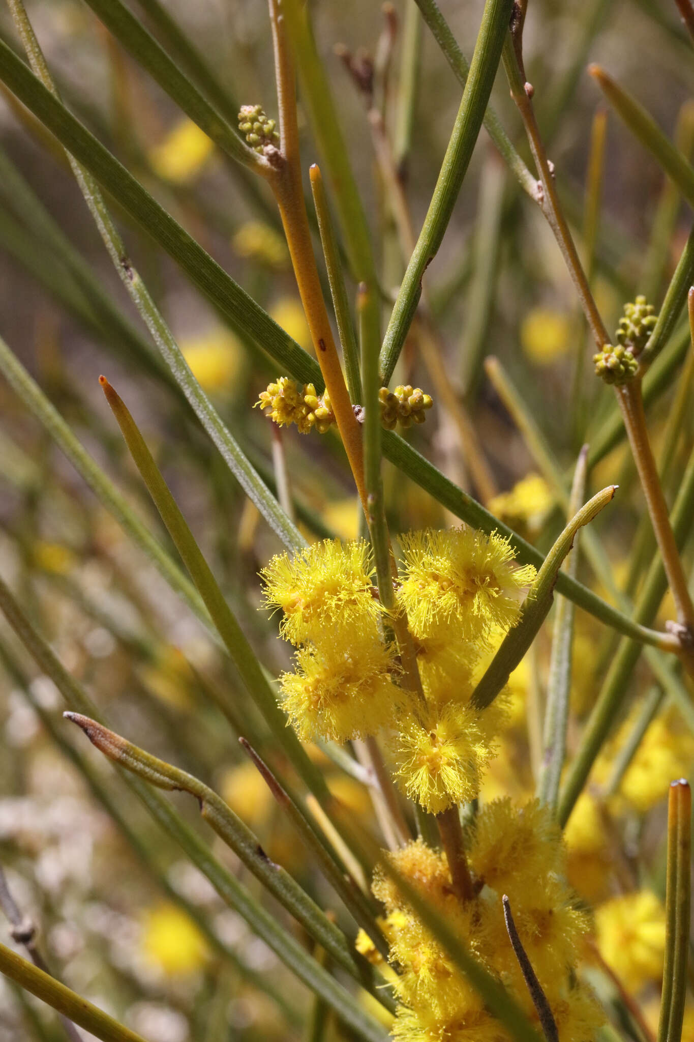 Image of Acacia granitica Maiden