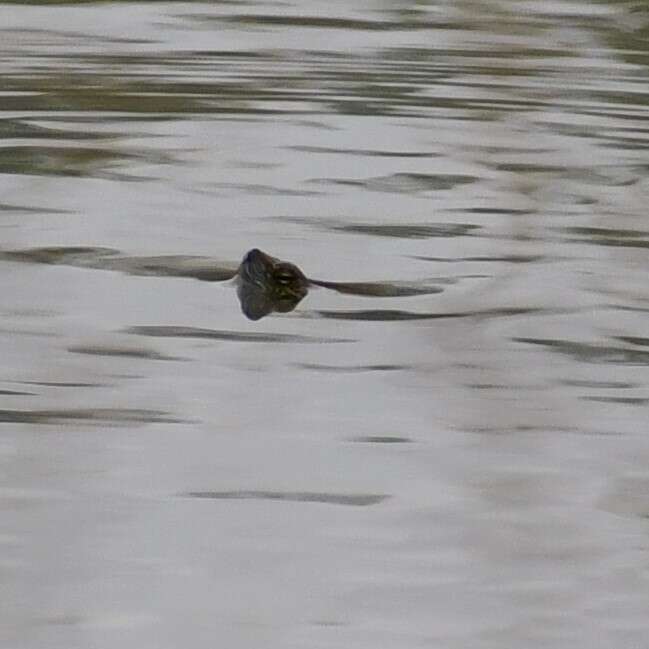 Image of Big Bend Slider