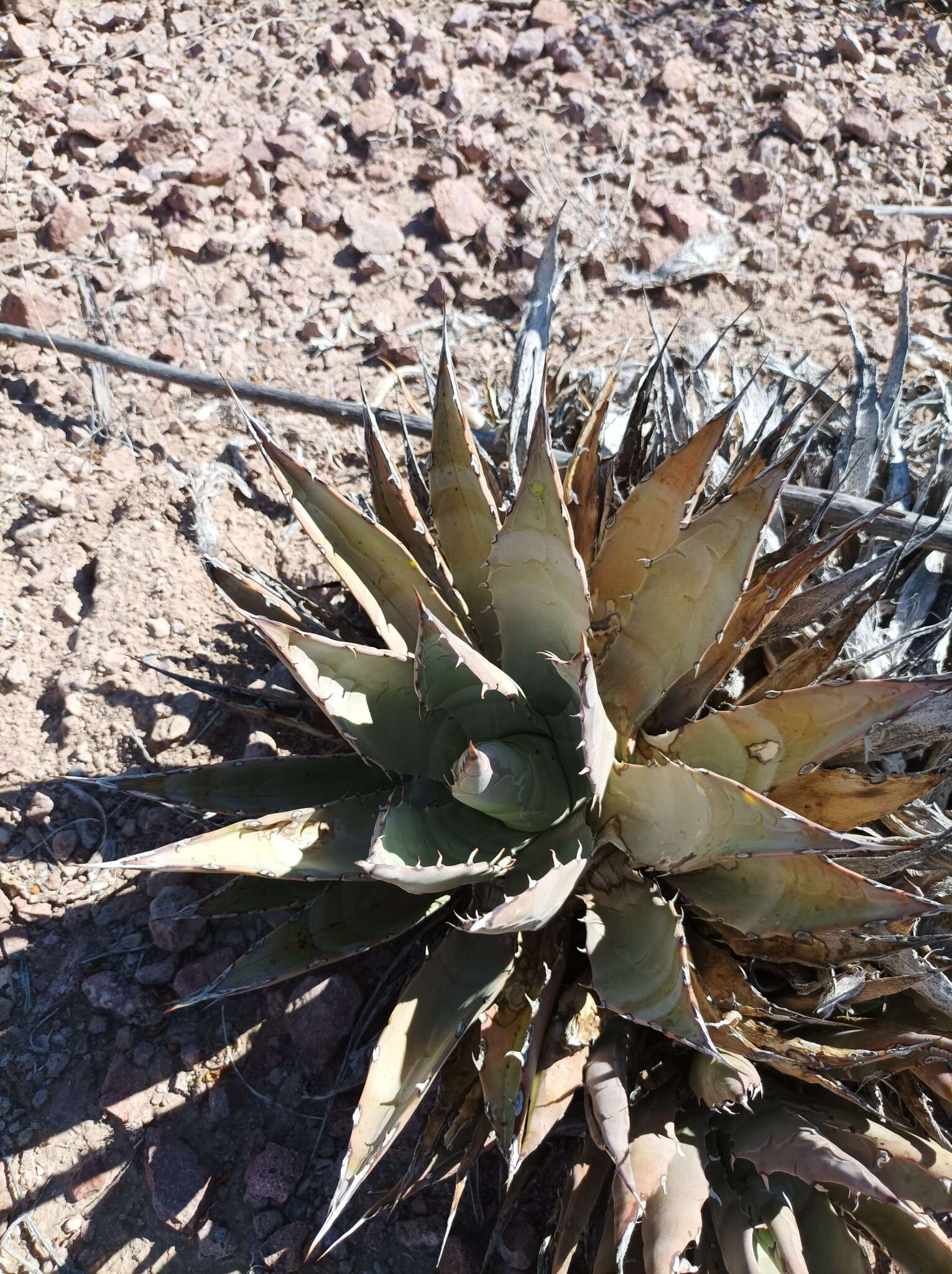 Image of Agave subsimplex Trel.