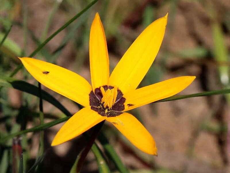 Image of Pauridia canaliculata (Garside) Snijman & Kocyan