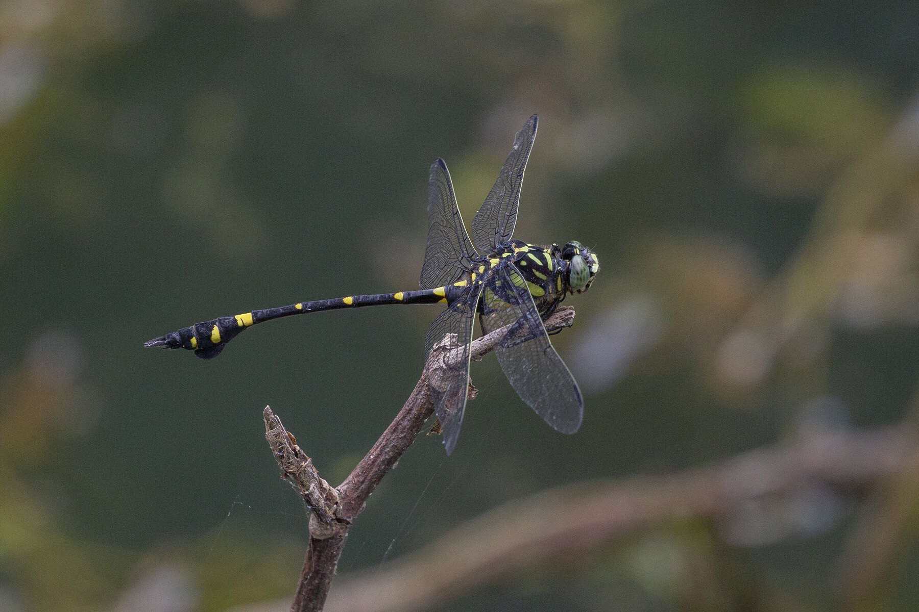 صورة Ictinogomphus pertinax (Hagen ex Selys 1854)