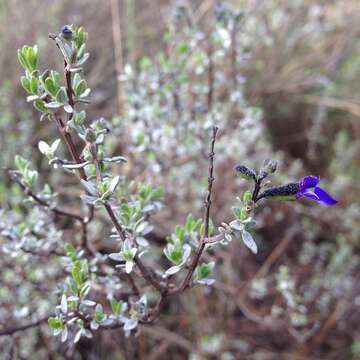 Image de Salvia thymoides Benth.